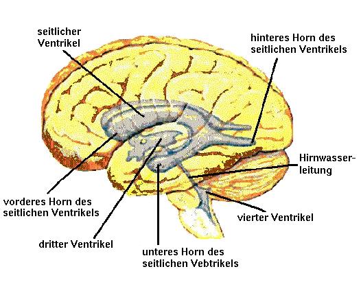 ventrikel
